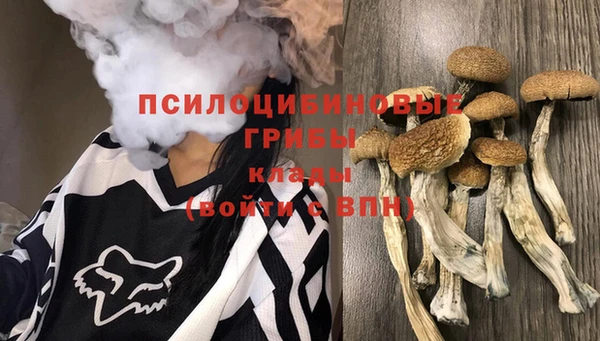 шишки Арсеньев